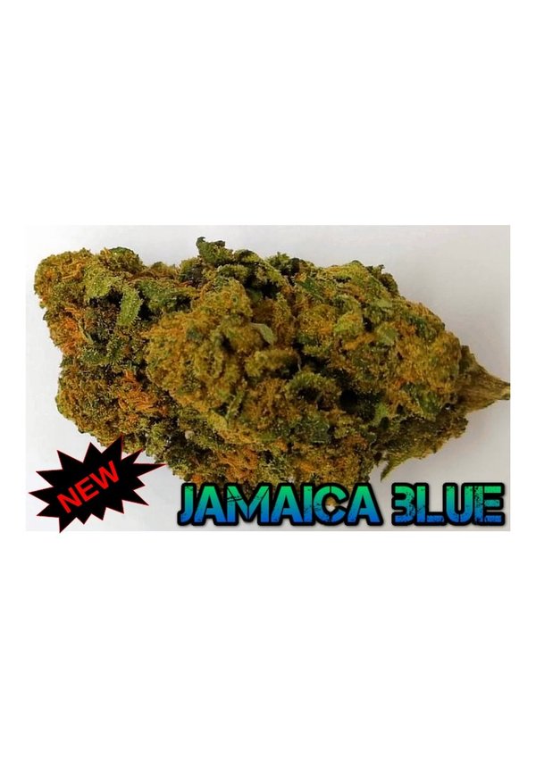 Jamaica Blue  bud