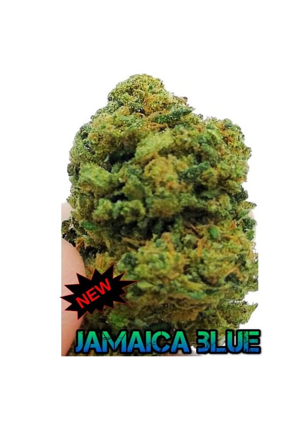 Jamaica Blue  bud